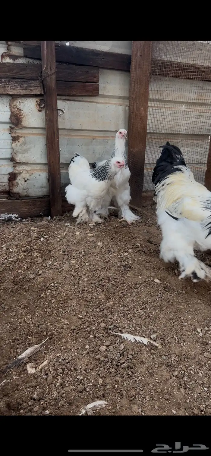 طقم برهما كلمبي كونك 3