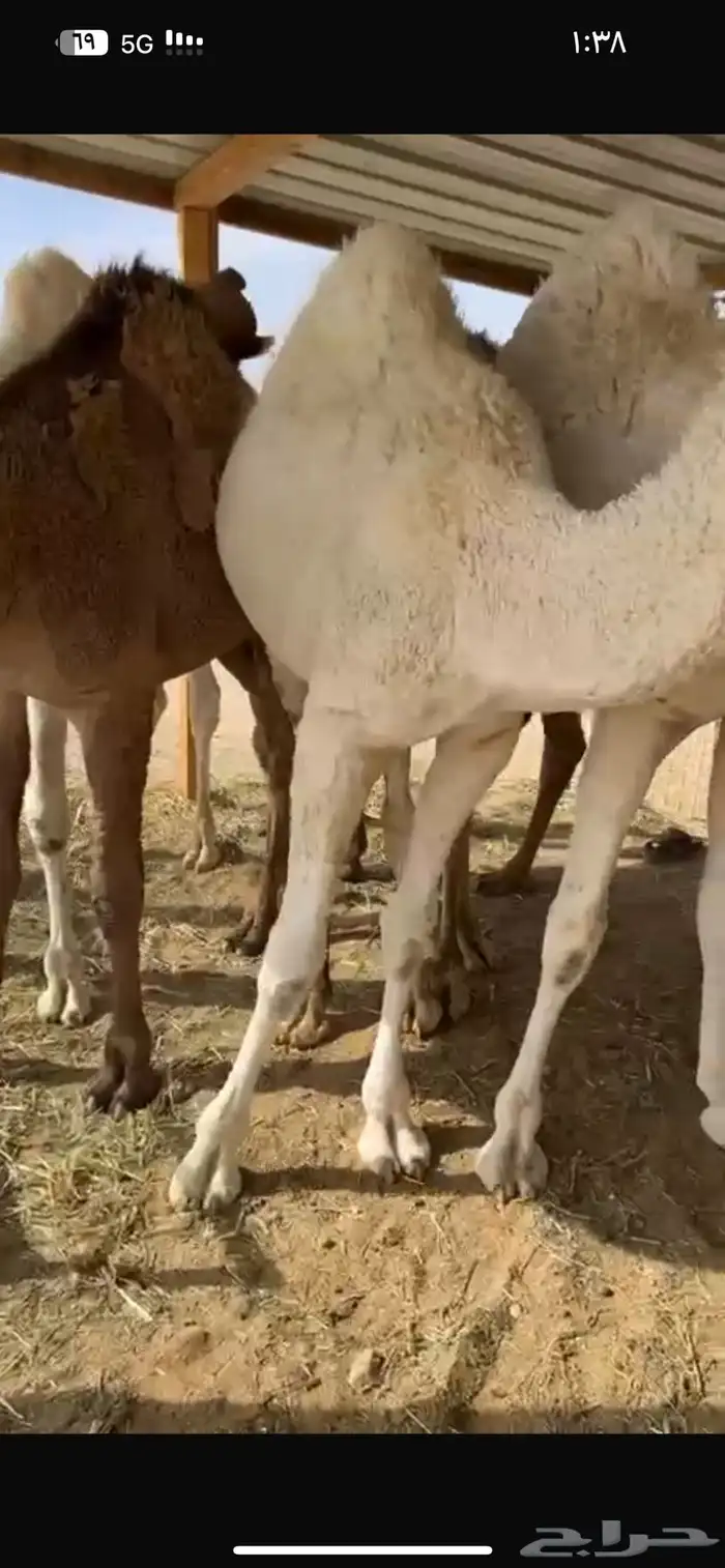 قعدان طايشه على حليب 2