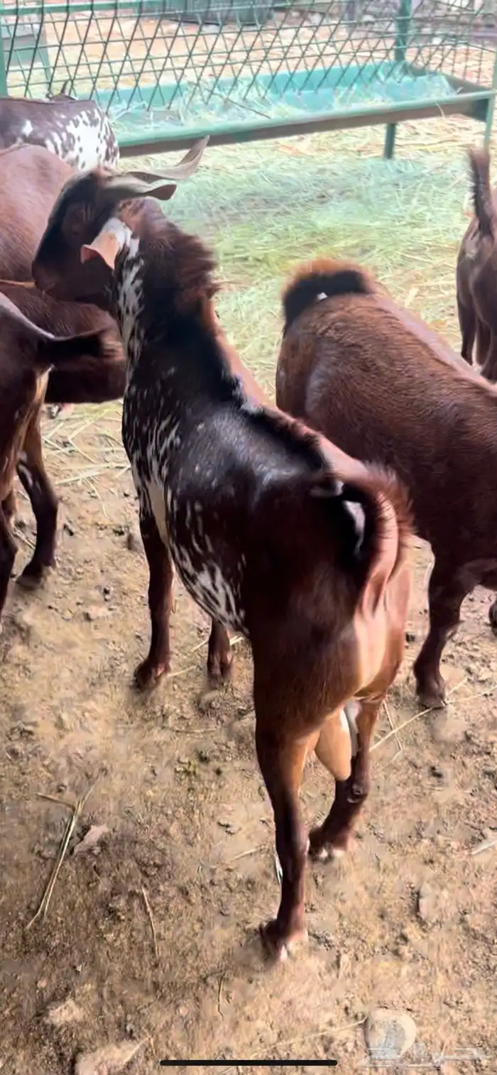 تيس اوشح للبيع 4