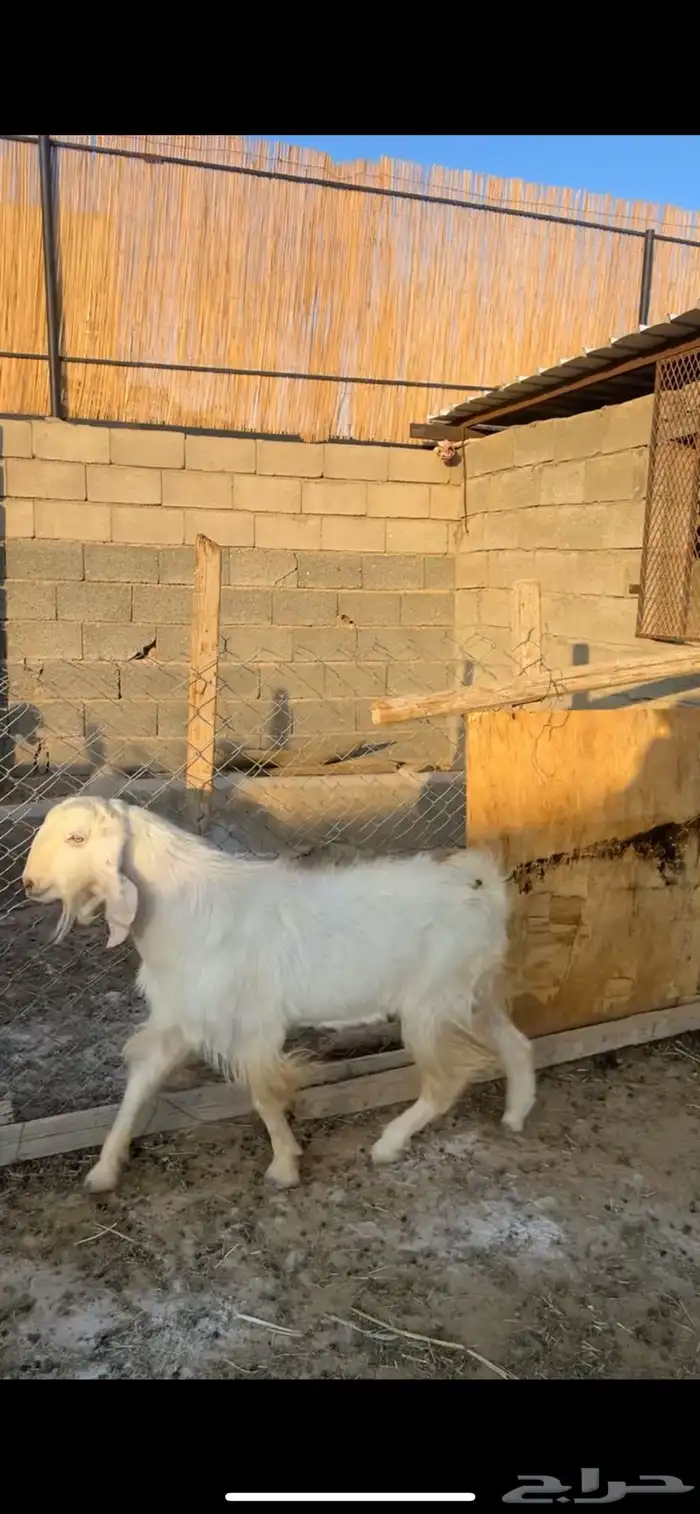 السلام عليكم تيس مشروط ضرب 2