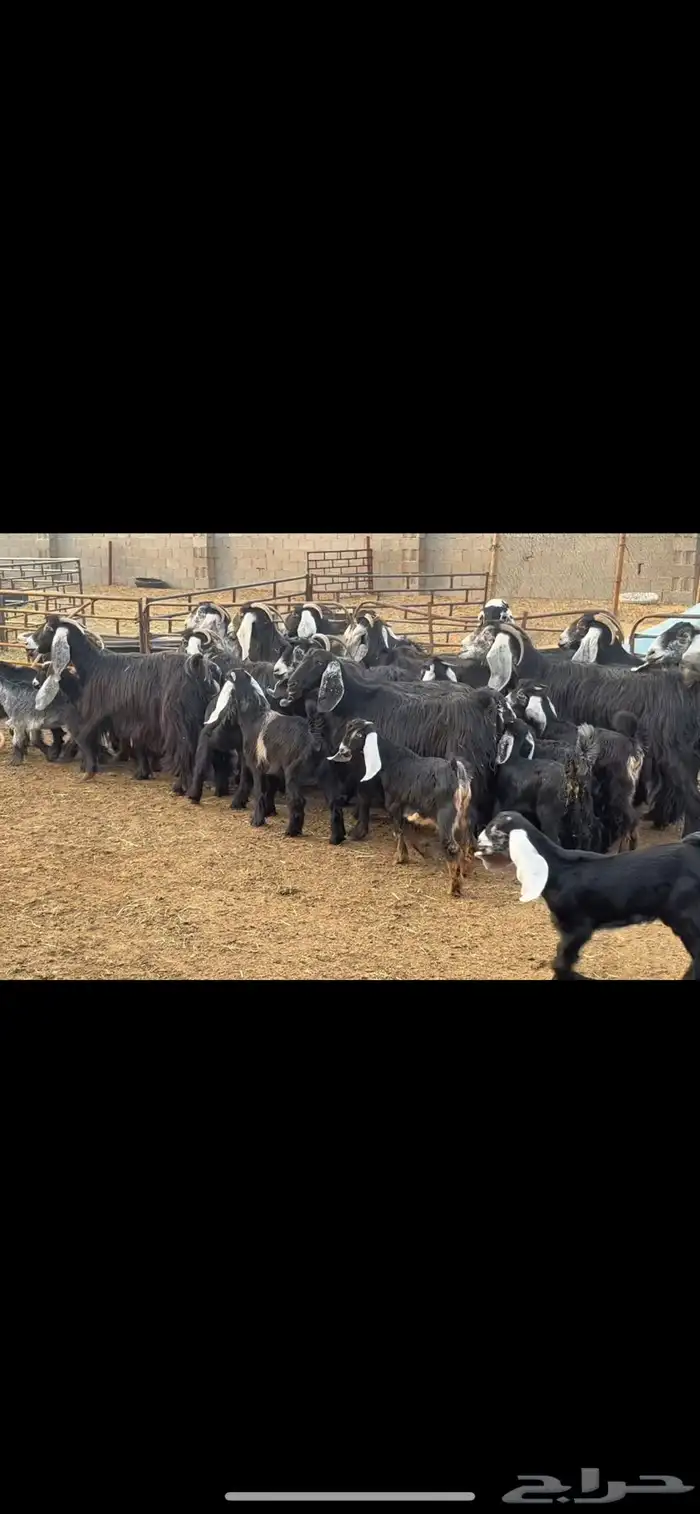 معزا عوارض مطافيل 4