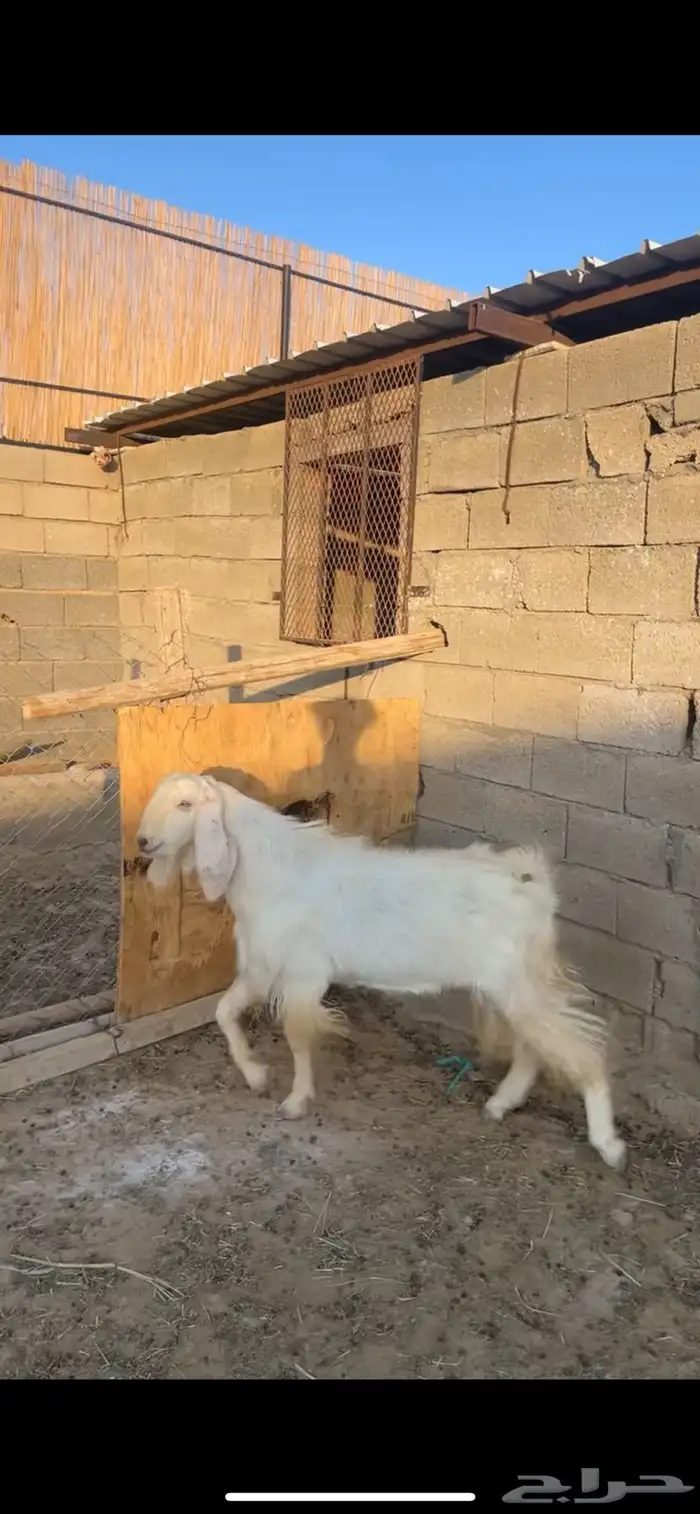 السلام عليكم تيس مشروط ضرب 0