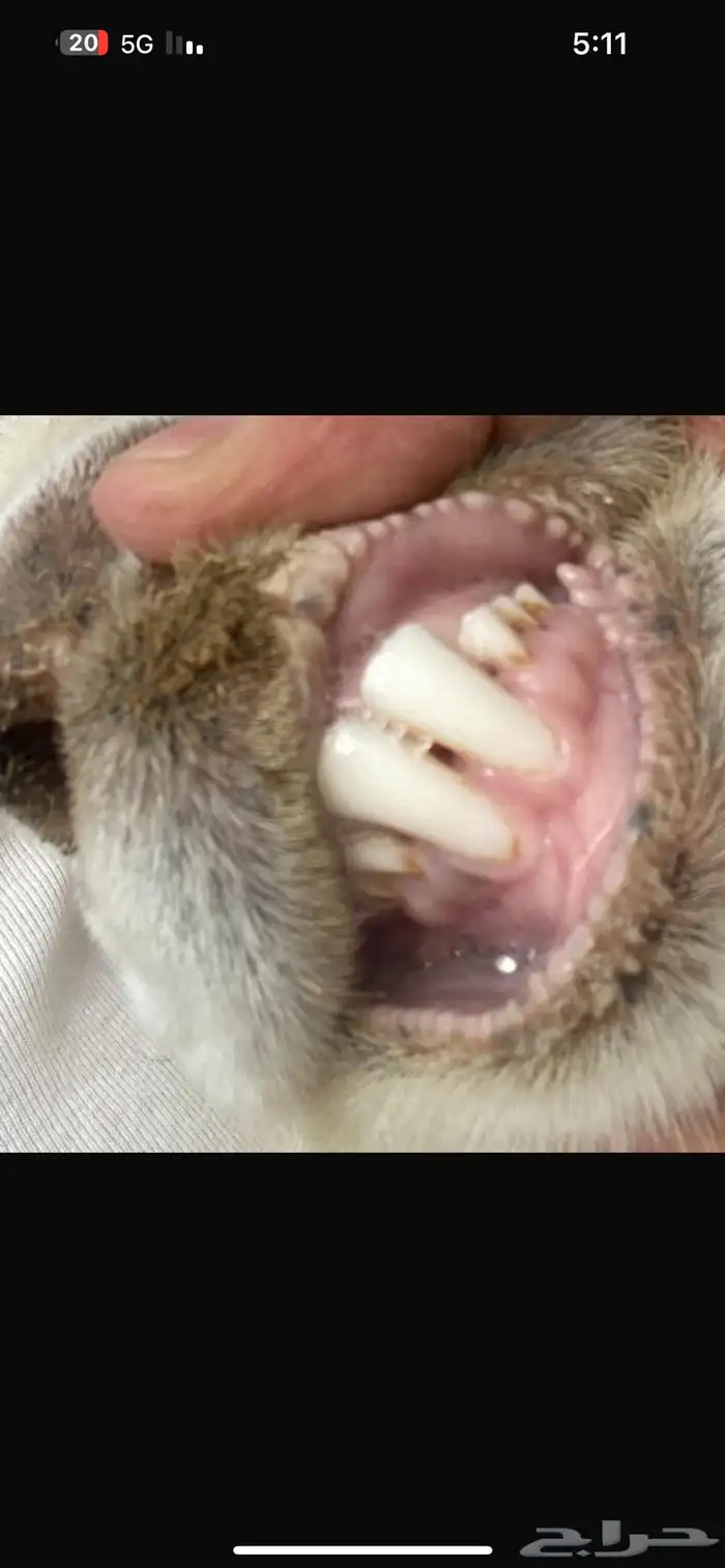 السلام عليكم تيس مشروط ضرب 3