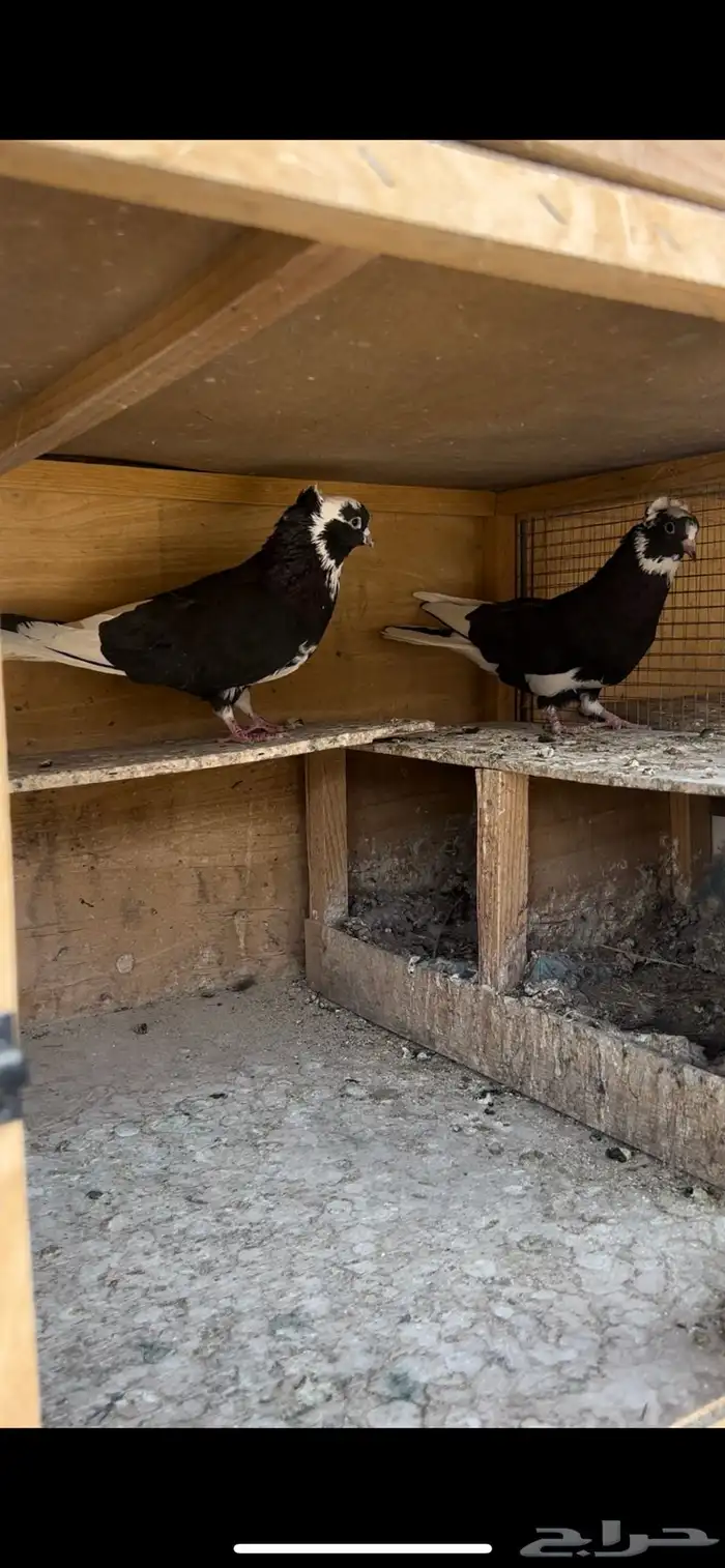 حمام قطيفي للبيع (تم البيع ) 5