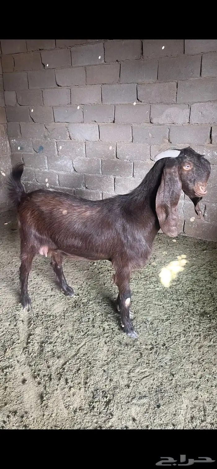 عنز هجين شامي على قبرصي 0