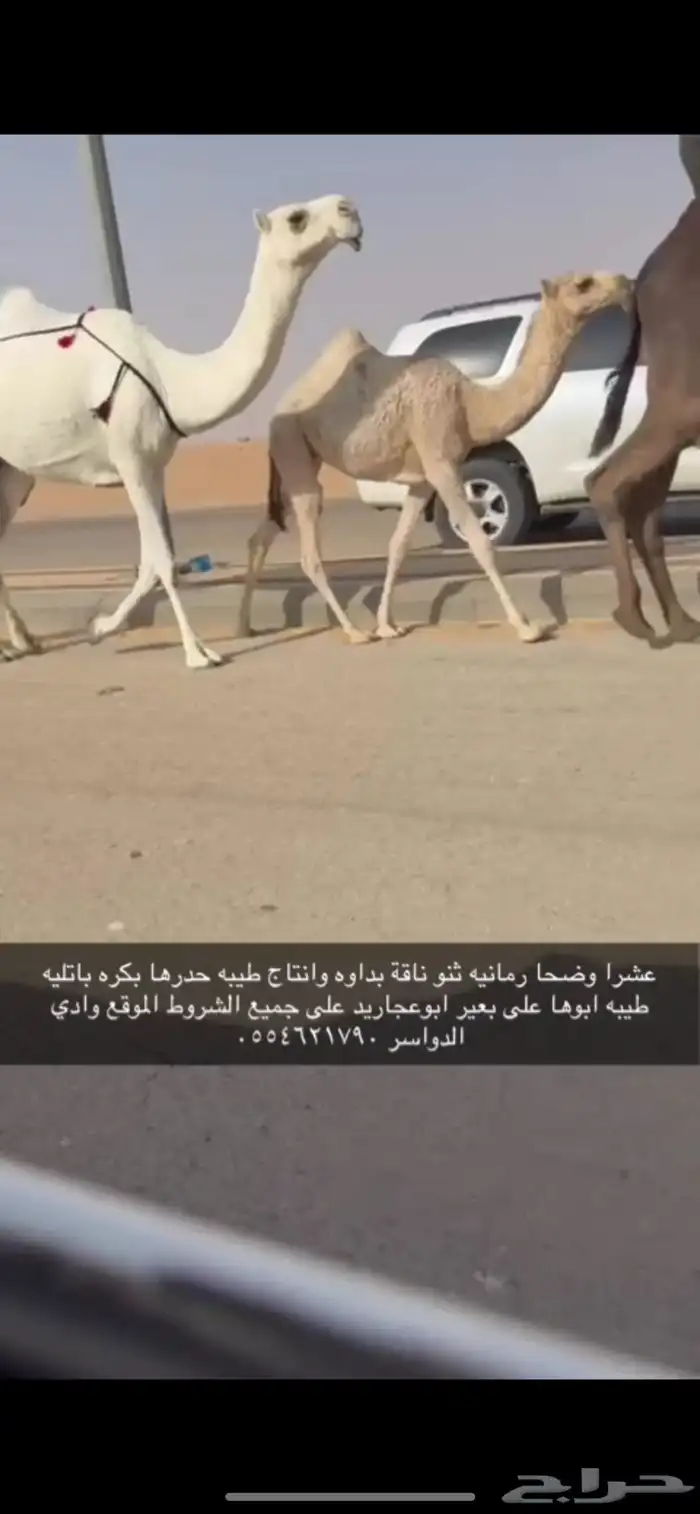 عشرا رمانيه ثنو بدويه تحتها بكره 1