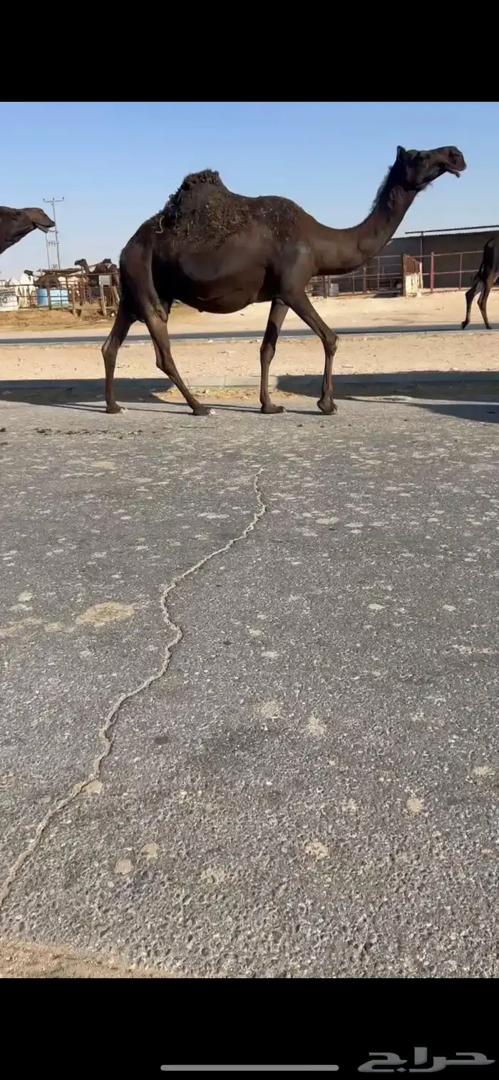 مجهم مجاهيم لقحه لقاح ضرايب متالي 0