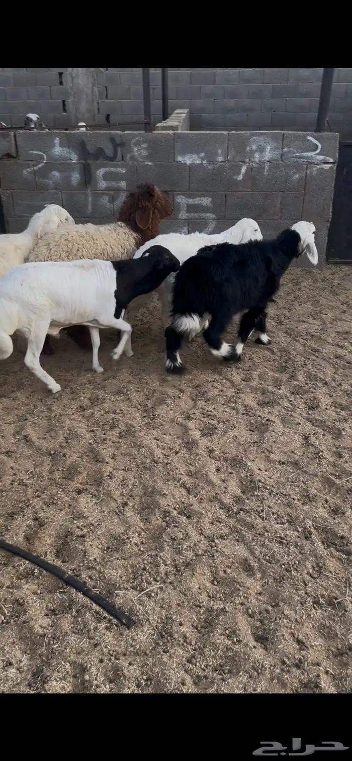 خرفان 3 ورخال 2. العدد الكل 5 العمر 5 اشهر جمله من 1050ريال 5