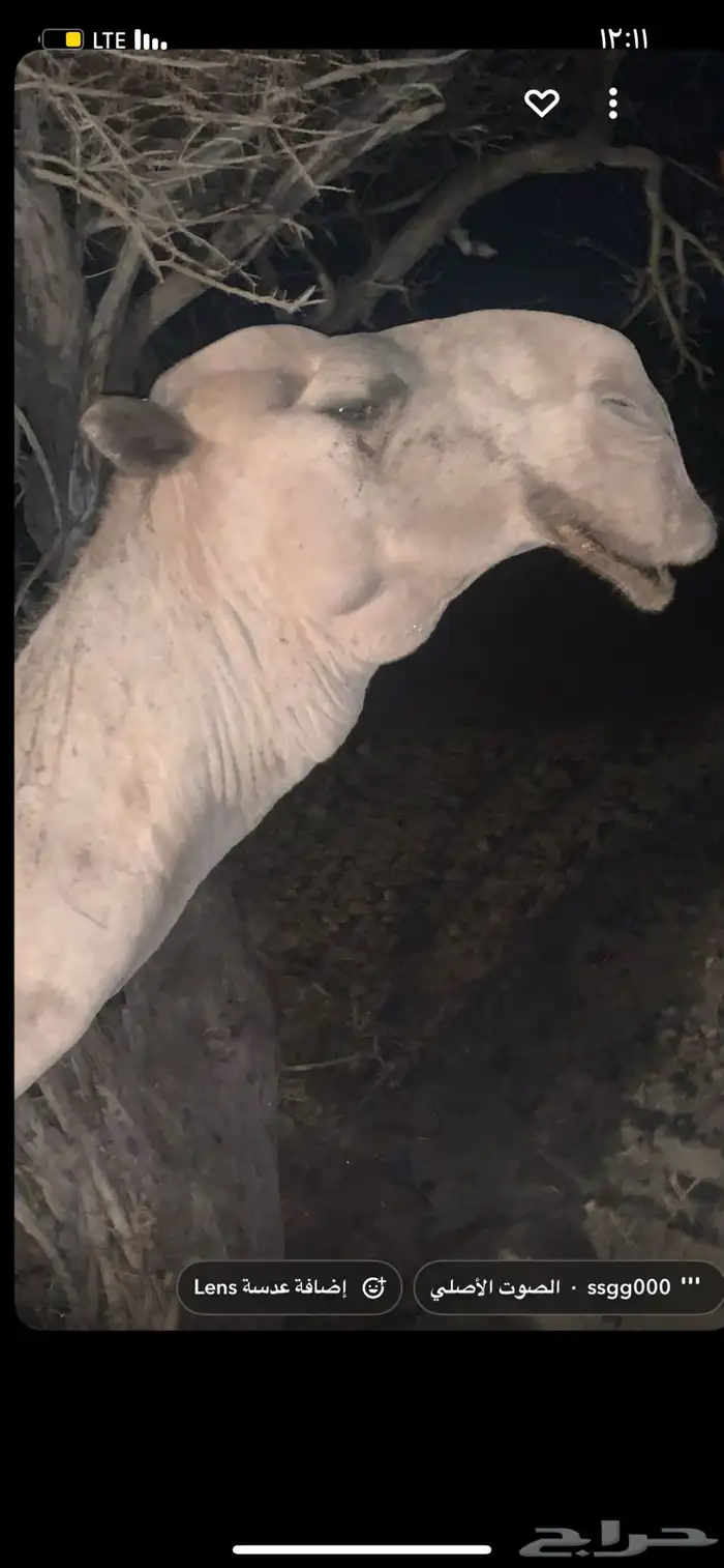 فحل بكستاني أشعل منتج 3