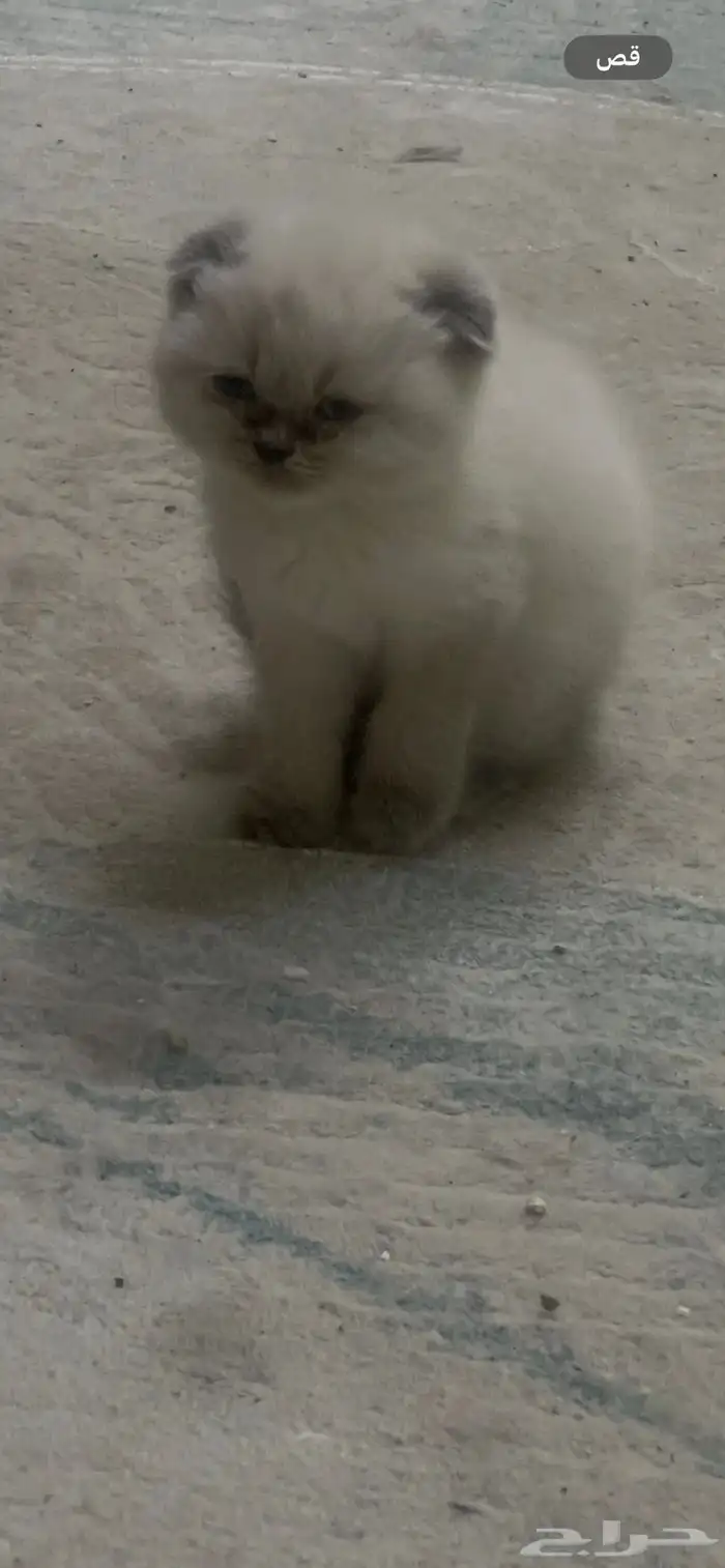 قطط كيتين للبيع العمر 3 اسابيع تهجين بين هملايا وسكوتش فولد 0