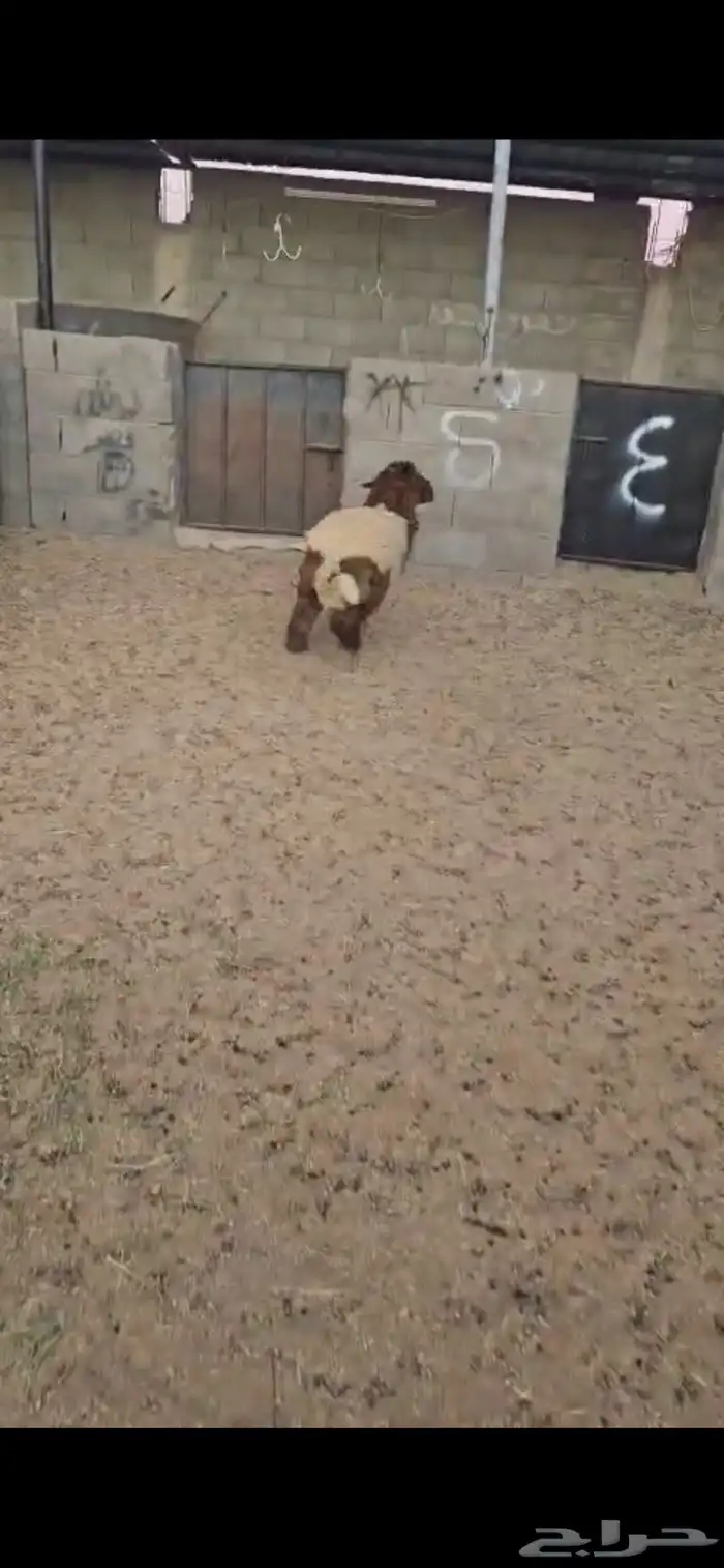 رخله. نعيم. طيبه. العمر حدود 6 اشهر. البيع 1250 ريال 2