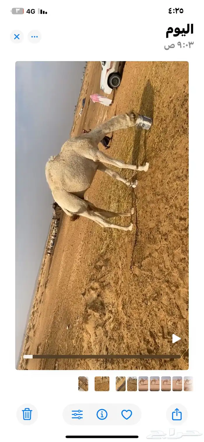 للبيع قعودين مفاريد وقعود لقي 6