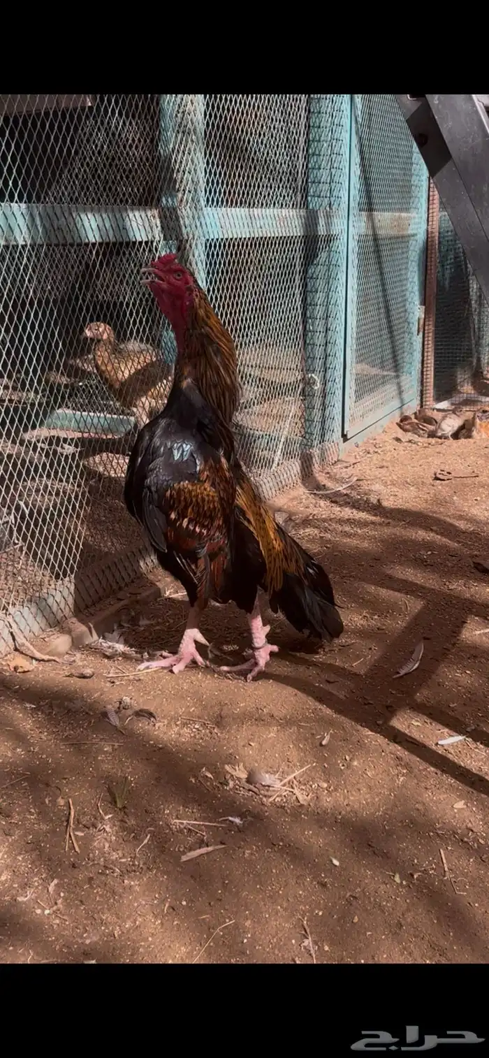 ديك ودجاجه ميوالي بيور 2