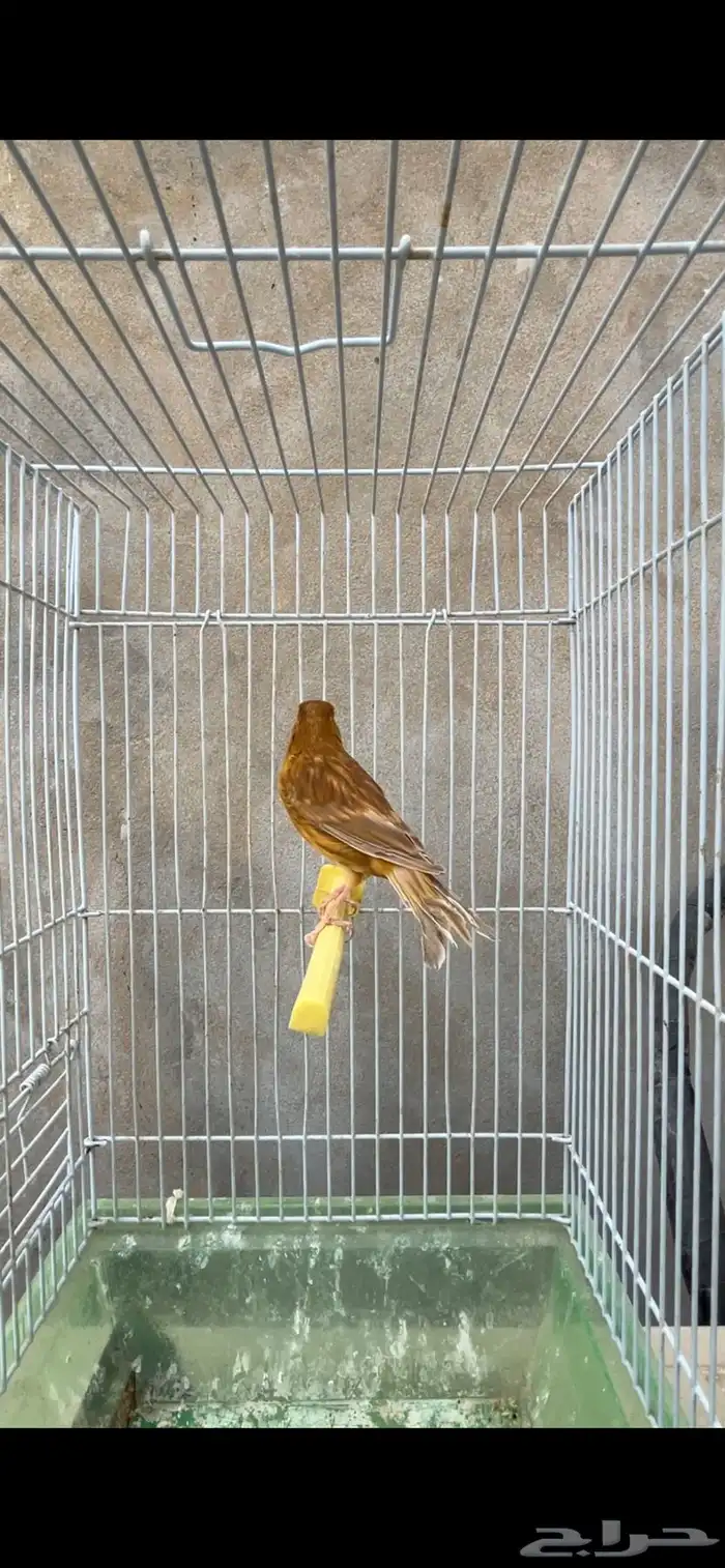 ماشاءالله أنثى جاهزه 1