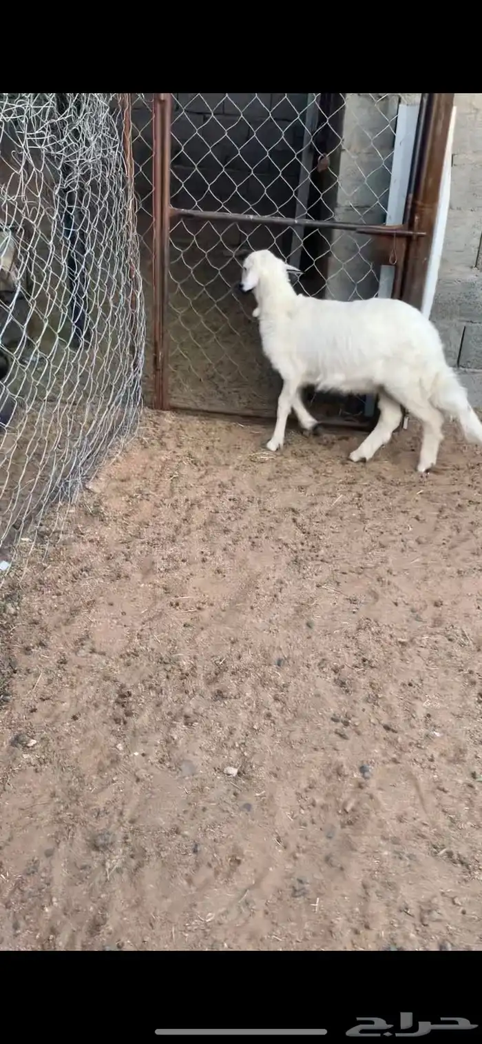 خروف سمين فل الفل بلدي 0