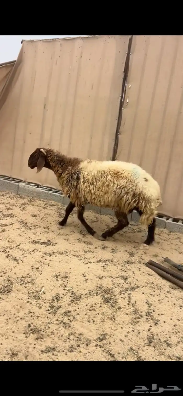 نعجه رباع طيبه (( تم البيع )) 0