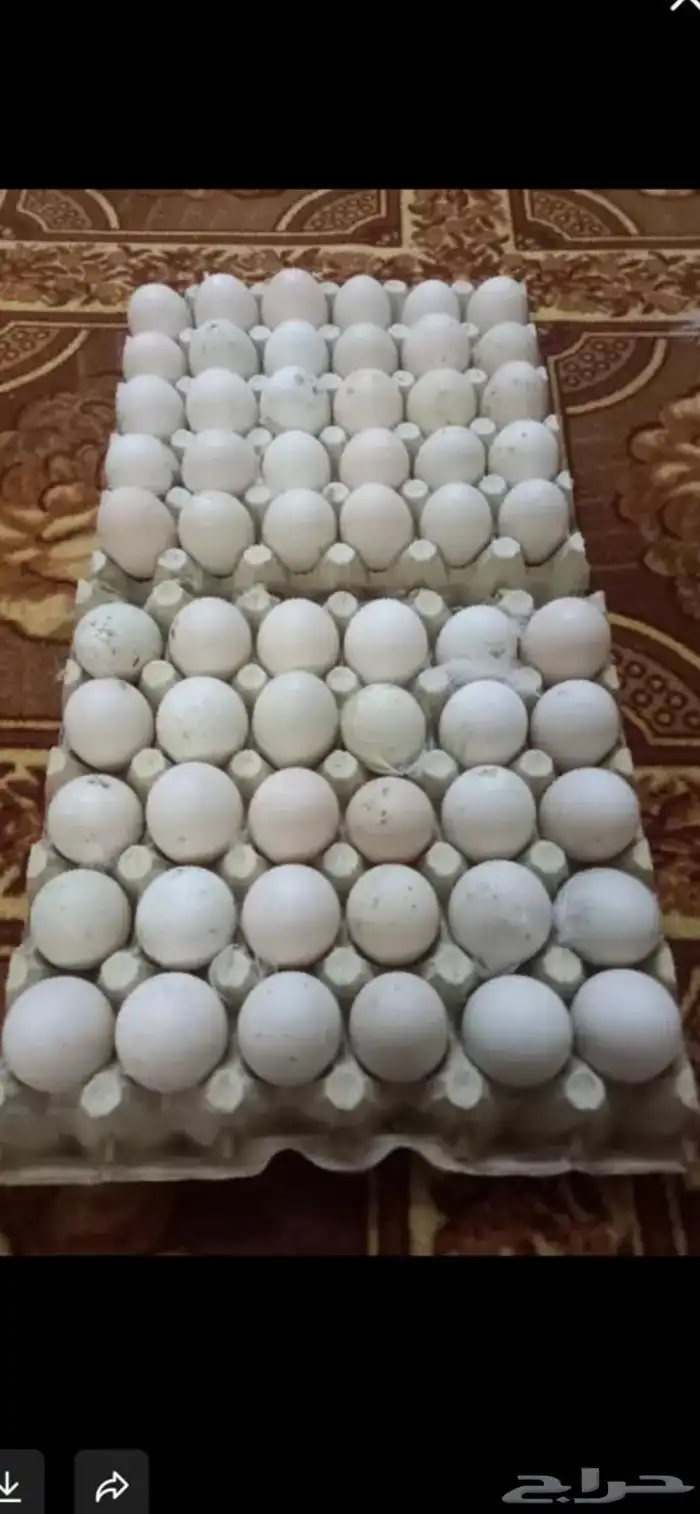 بيض بط جامبو مخصب للفقاسات ممتاز جدا نسبة التخصيب ممتازة 0