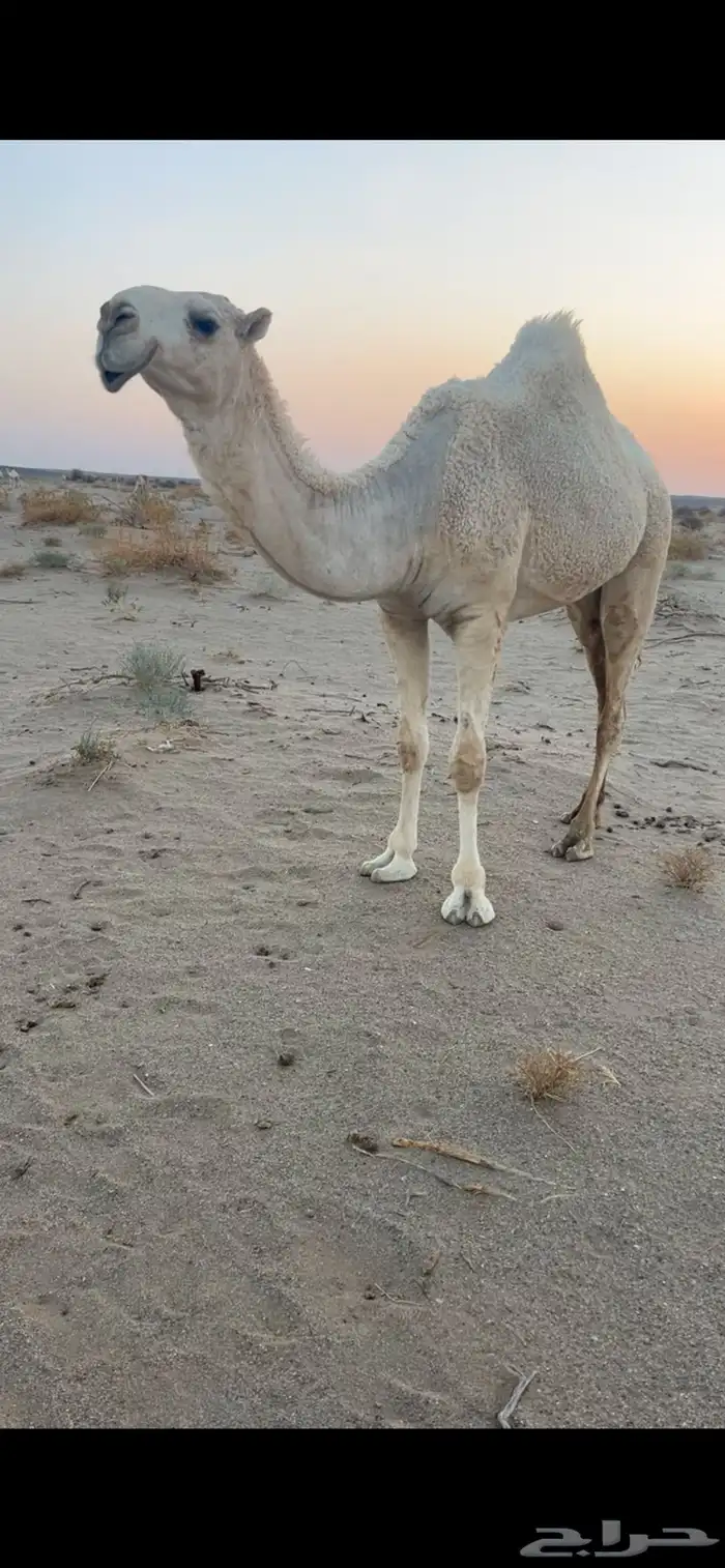 بكره باتليه كفو 0