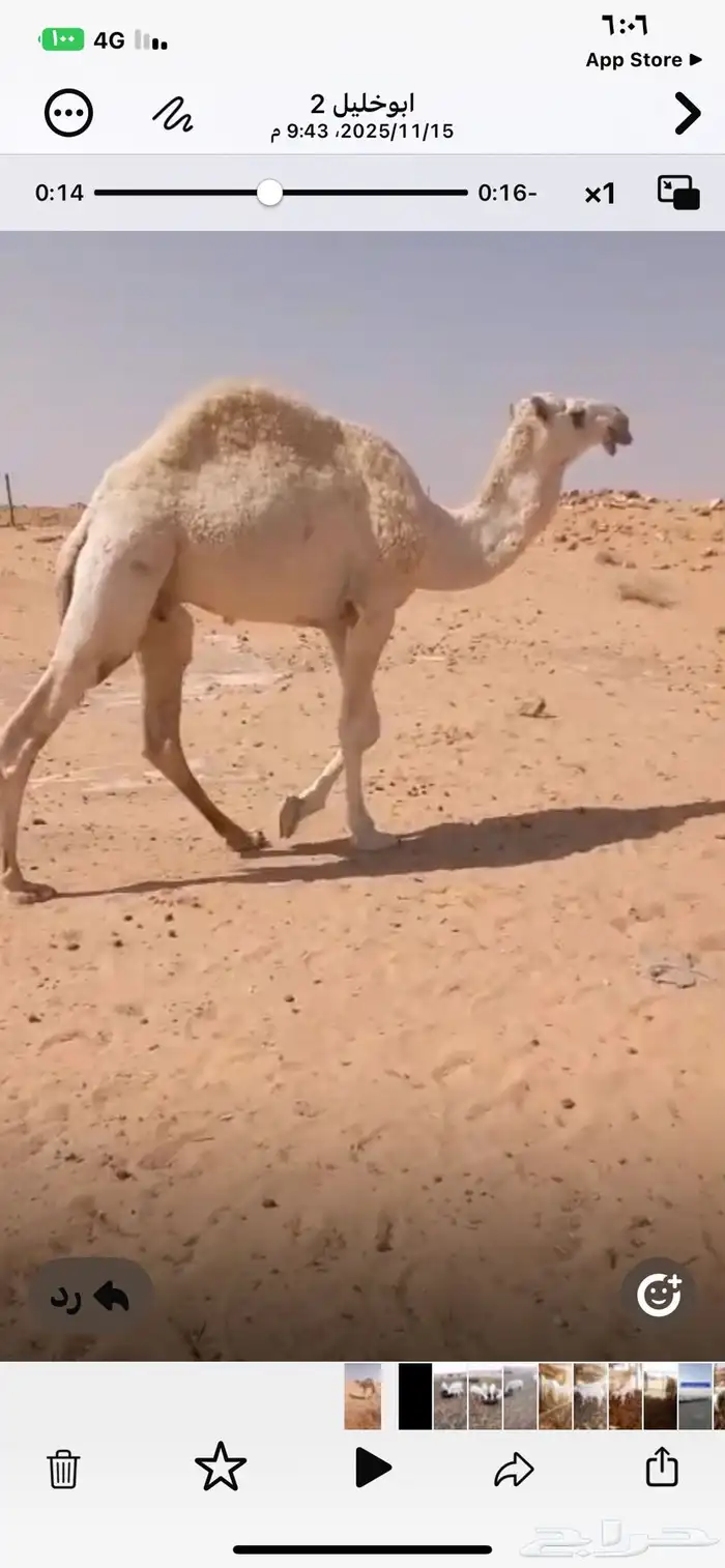 حاشي لقي للبيع 0