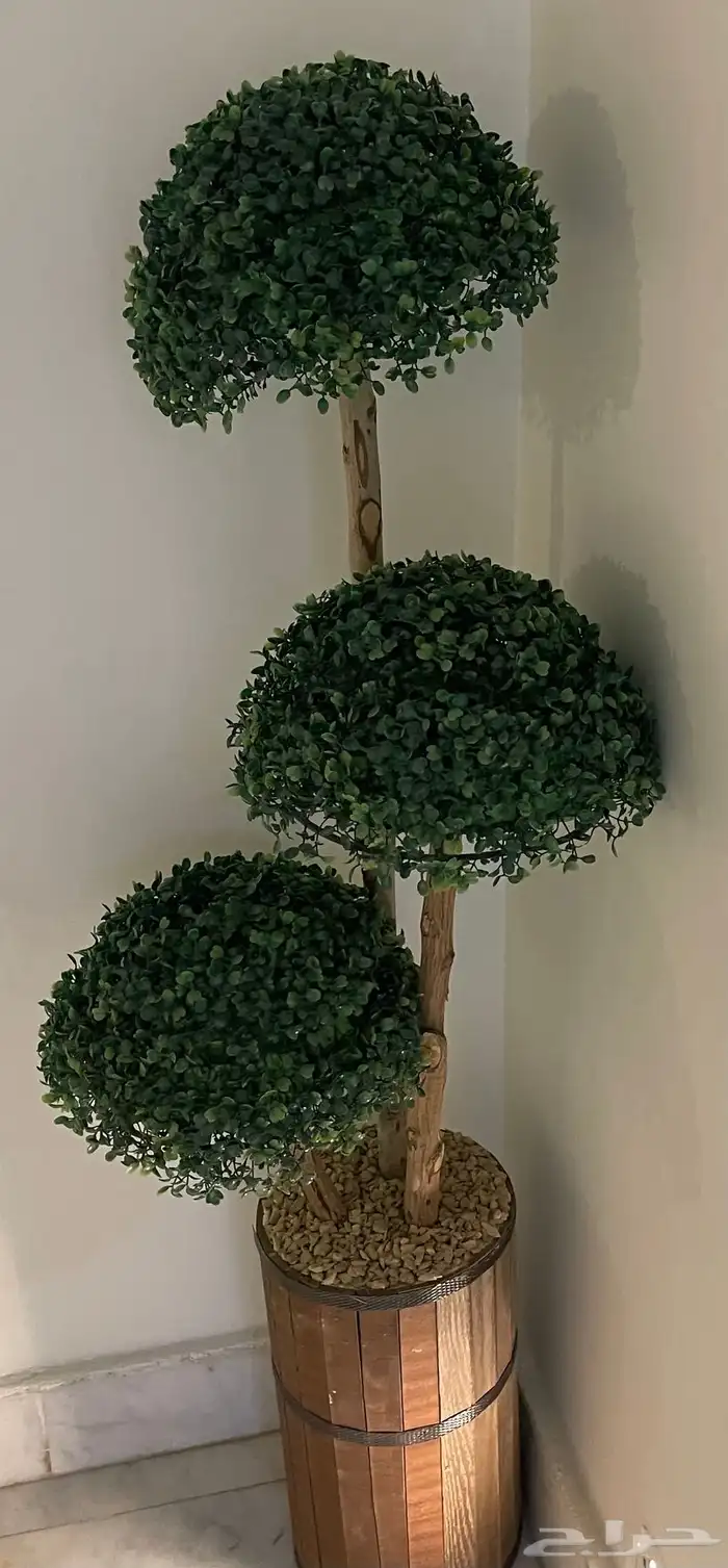 مجموعه من الشجيرات الكبار الوحده بميه والصغار الوحد ب50 4