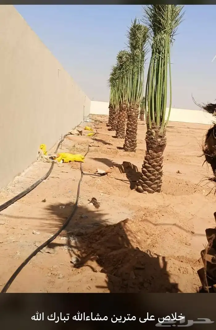 للبيع وتوريد جميع انواع النخيل العربي وزيتون 6