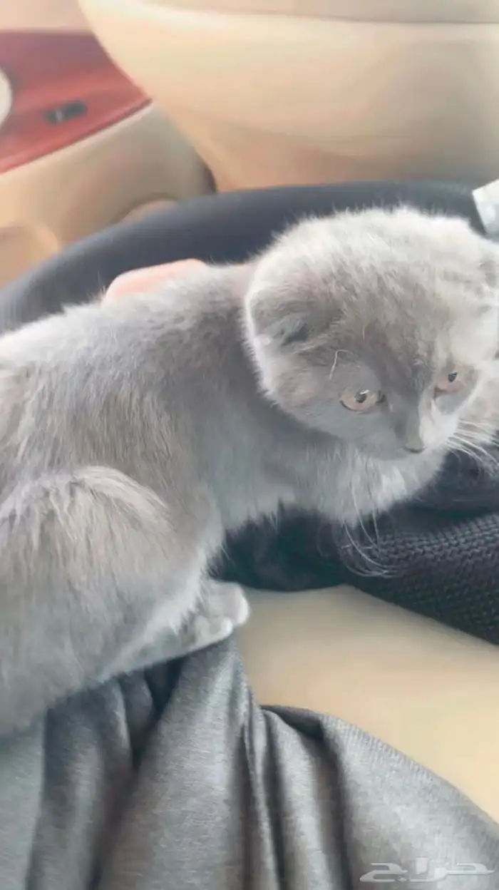 قطط سكواتش فولد جميلة ومعاها جميع اوراقها وتطعيماتها 1