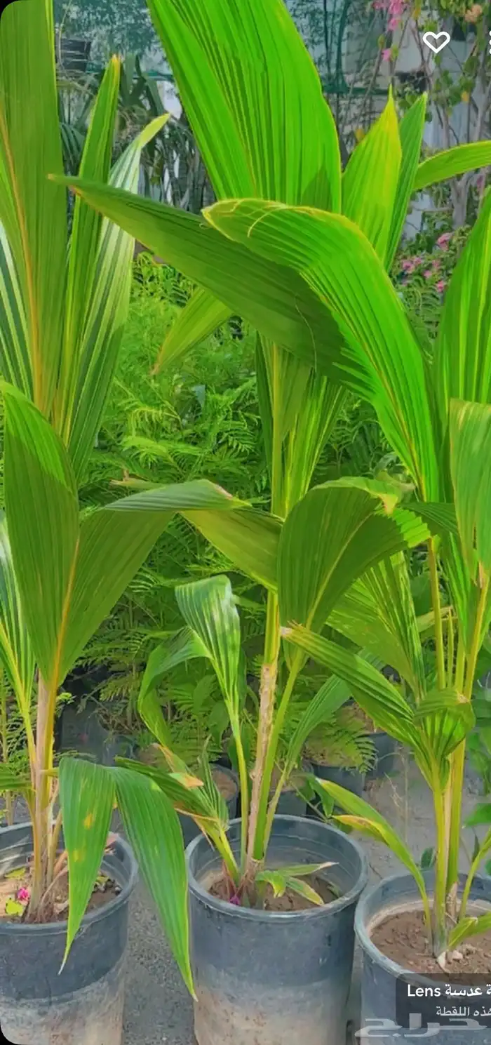 الطائف. الحوية رحاب 18