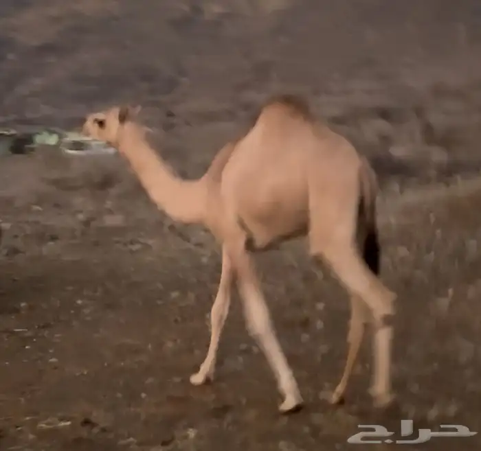 بكره لبنيه للبيع 0