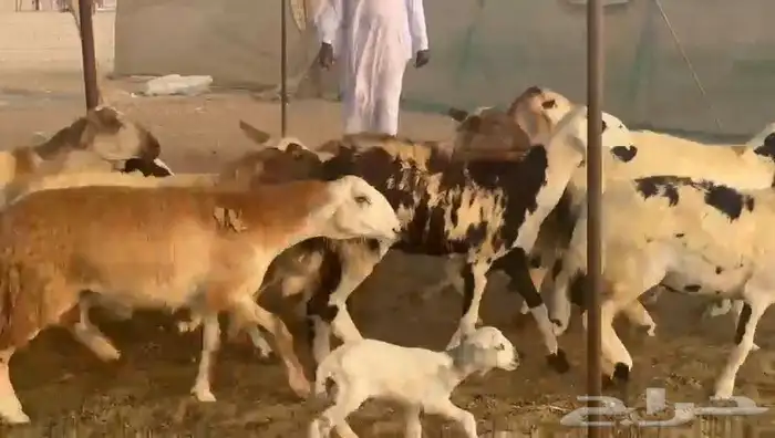 غنم سواكني رخال 4