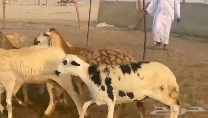 غنم سواكني رخال 5