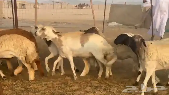 غنم سواكني رخال 6