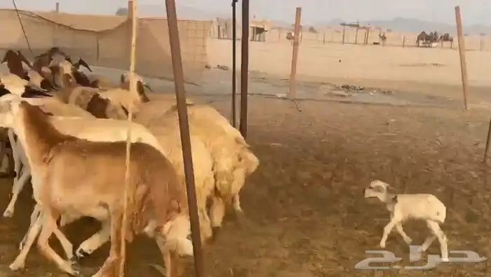 غنم سواكني رخال 1