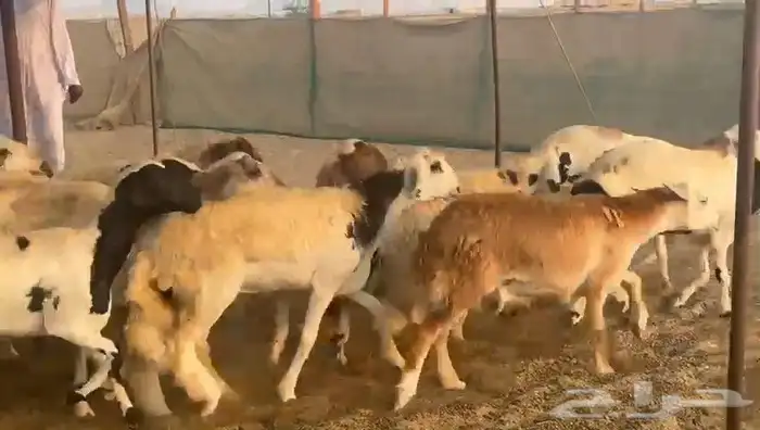 غنم سواكني رخال 0