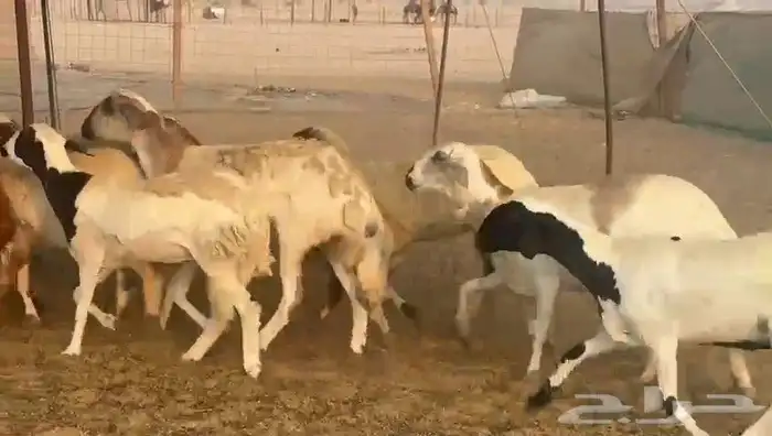 غنم سواكني رخال 2