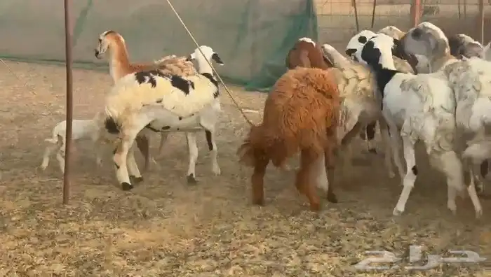 غنم سواكني رخال 3