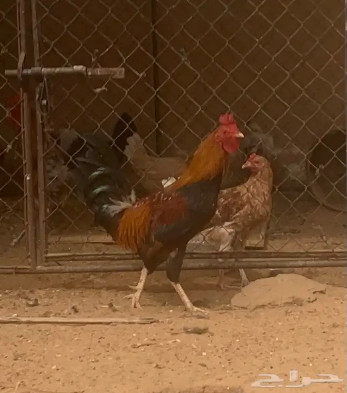 ديك عربي اصيل 6