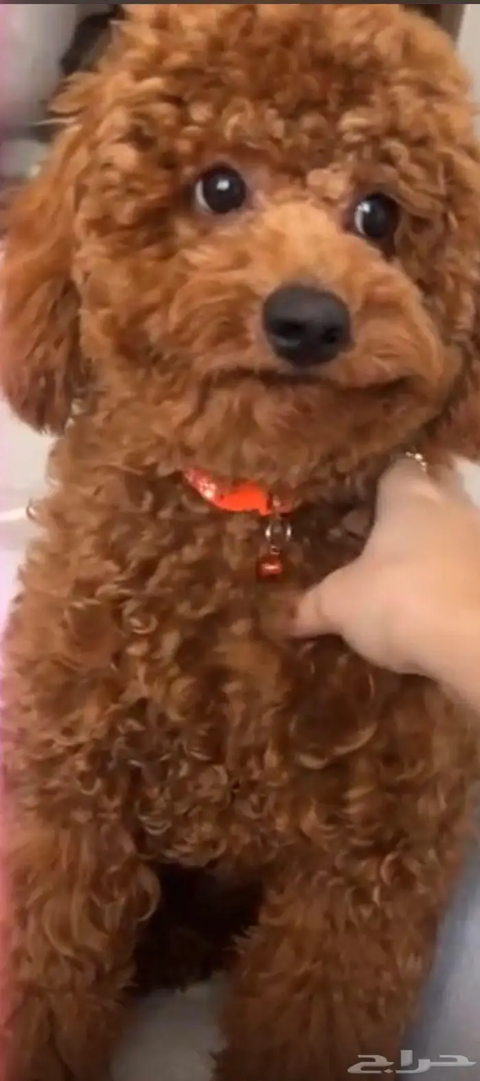 كلب بودل ذكر مستوى عالي 1