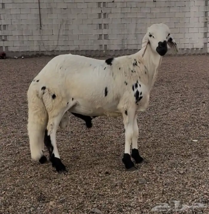 سواكن مربى ذبيحه 0