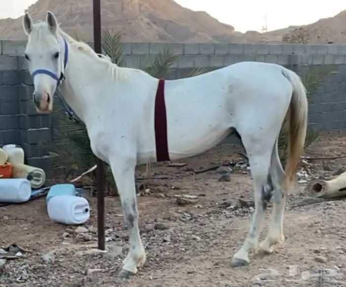 حصان شعبي اللون اصفر العمر 7سنوات بدون إصابات 0