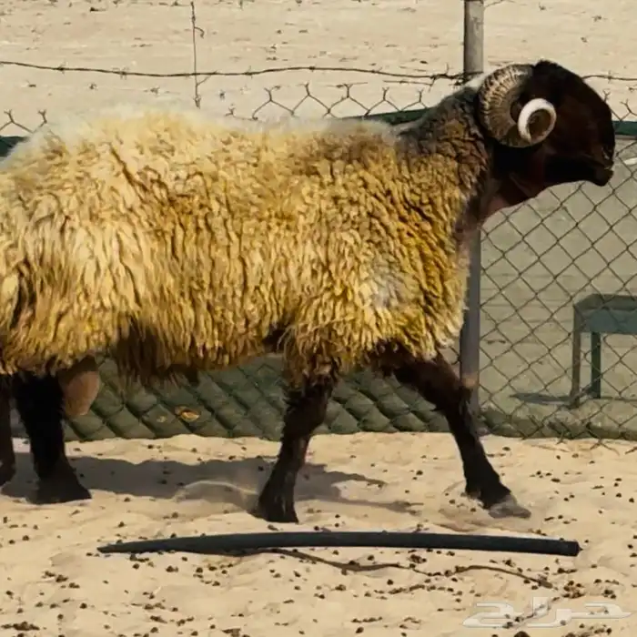 خروف فحل خصم 0