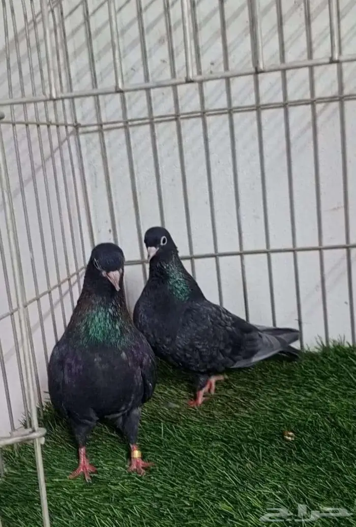 حمام صنعاني 0