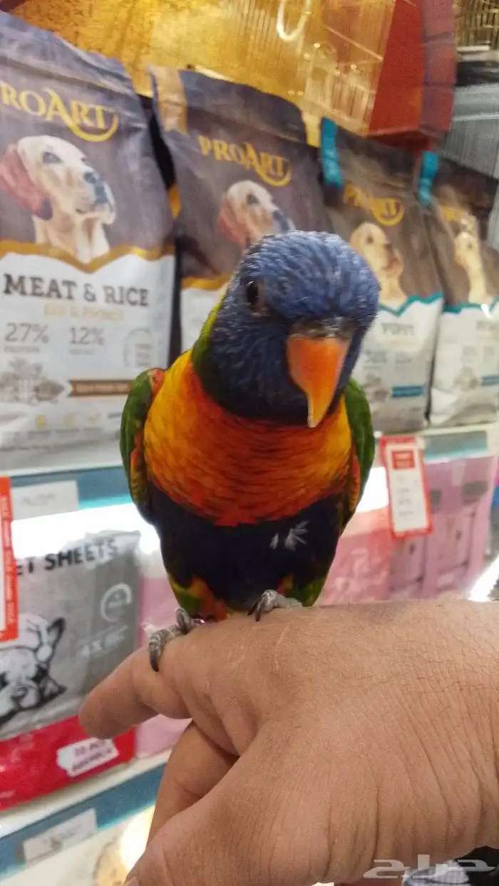 ببغاء لوري اليف 2