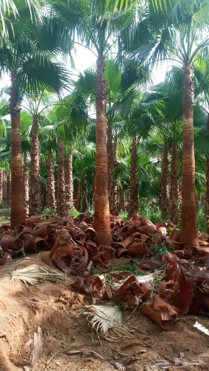 نخيل امريكي زينه نخيل واشنطنيا زينه 9