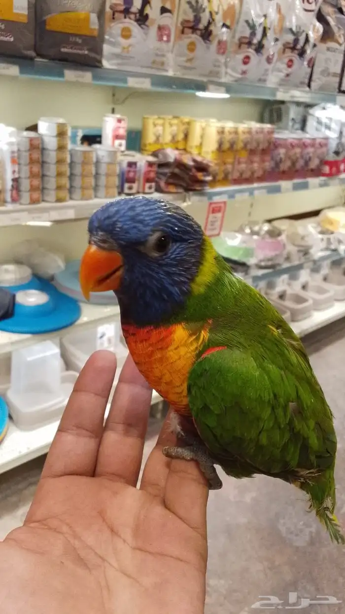 ببغاء لوري اليف 0