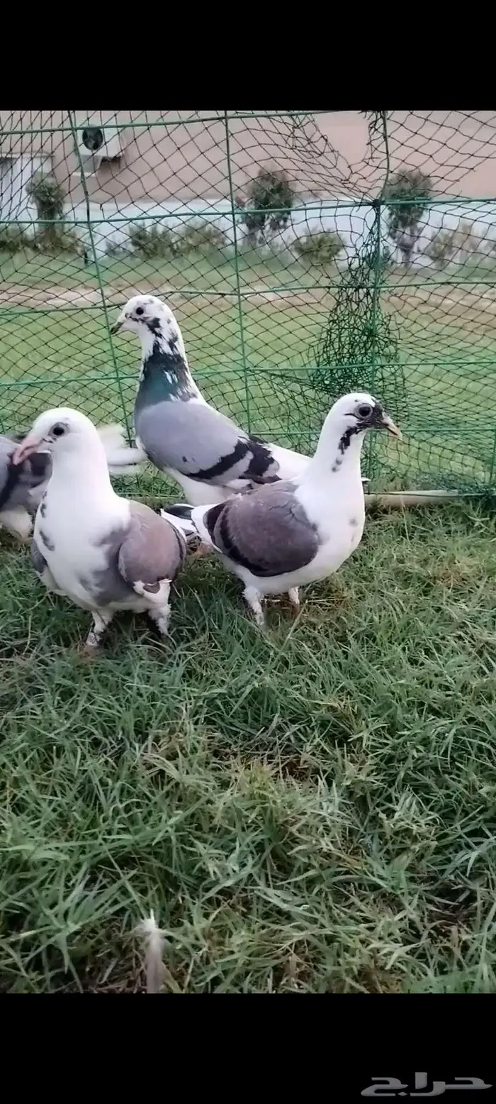 للبيع جوز زاجل منتج تحته فرخين 3