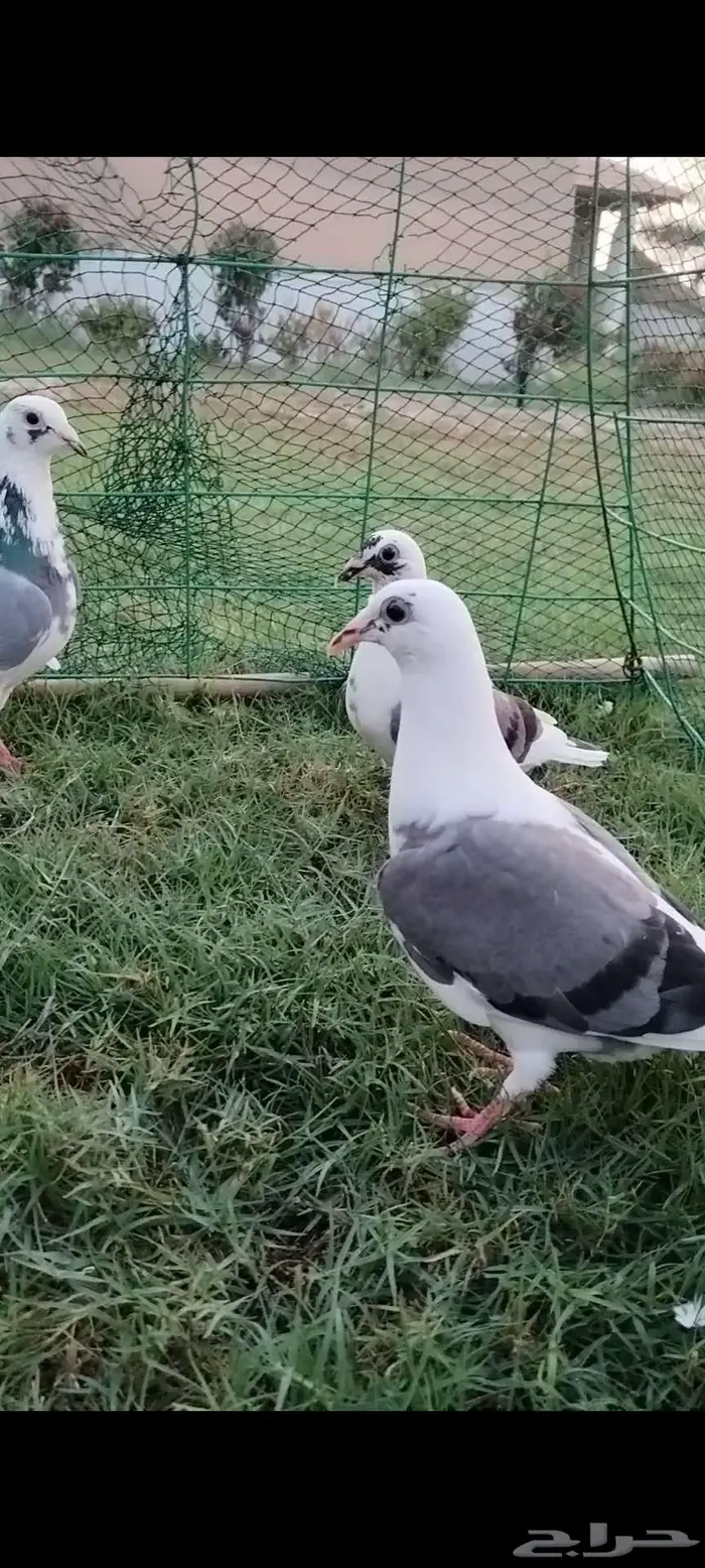 للبيع جوز زاجل منتج تحته فرخين 4