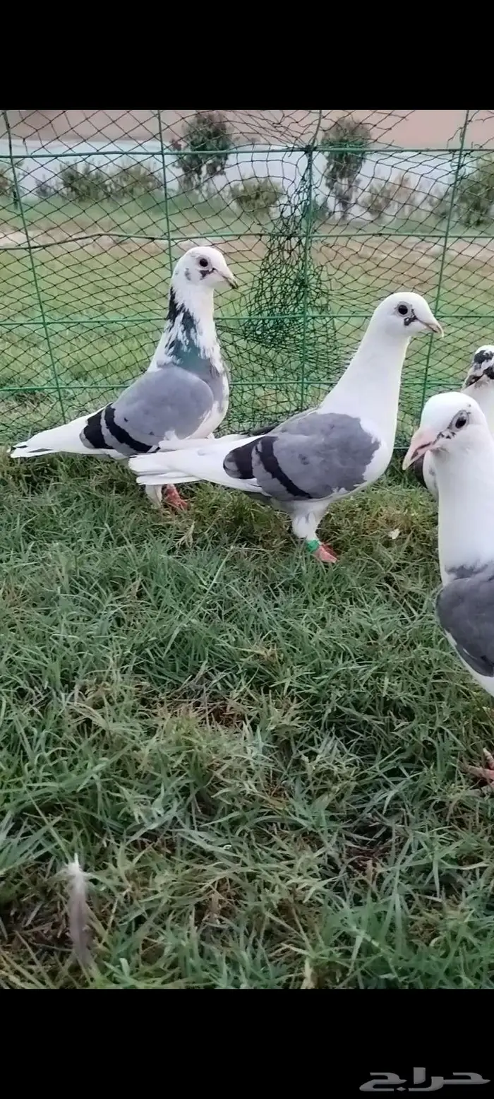 للبيع جوز زاجل منتج تحته فرخين 2