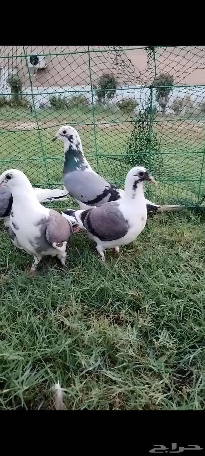 للبيع جوز زاجل منتج تحته فرخين 1