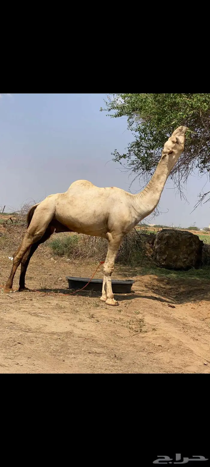 جمل للبيع لاعلا سوم 2
