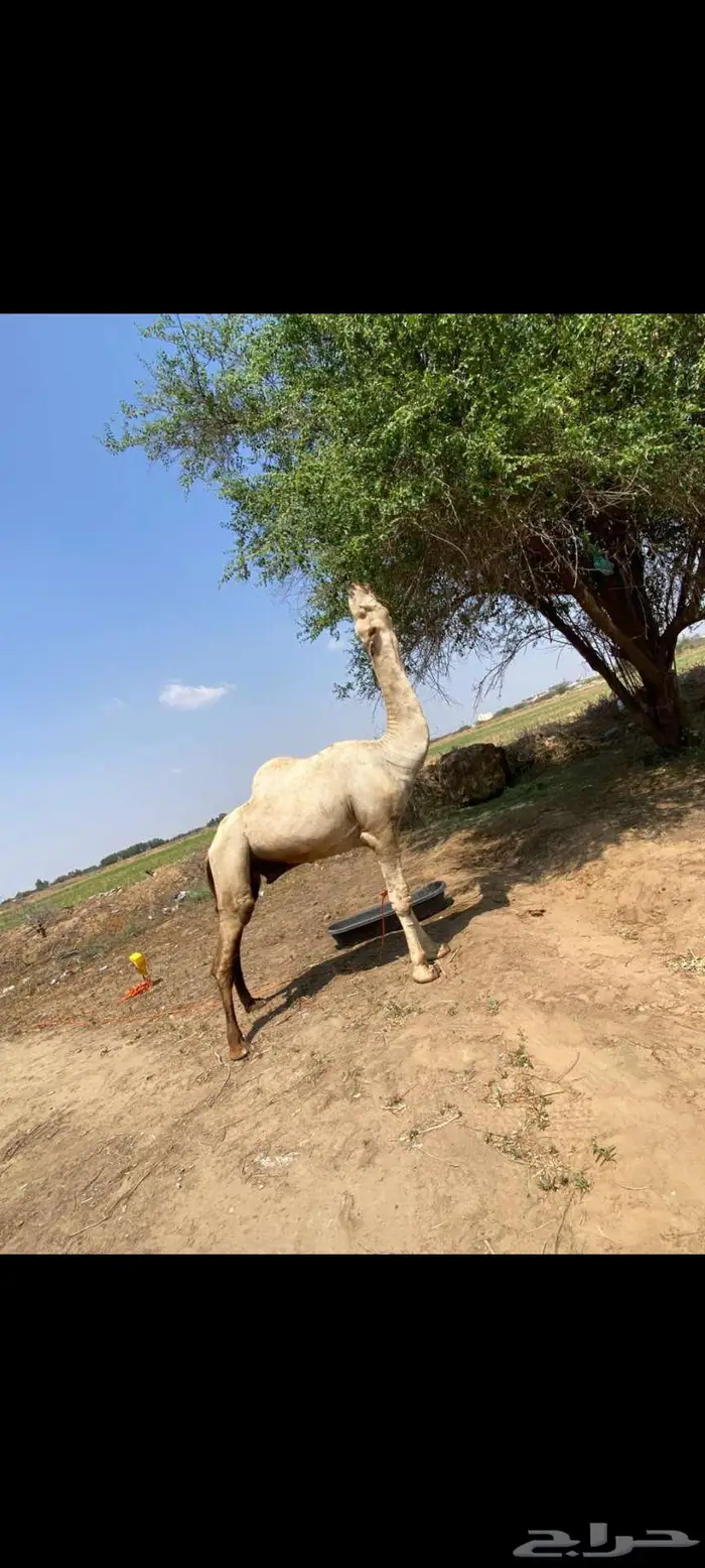 جمل للبيع لاعلا سوم 1